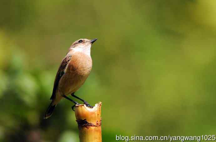 雌性黑喉石鵖（3）