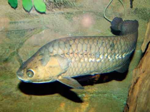 鱼类活化石：巨骨舌鱼