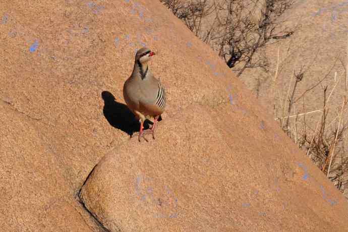 山岩上的石鸡★ 山岩上的石鸡★
