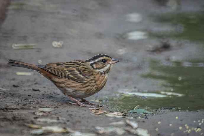 黄眉鹀悄悄地走来