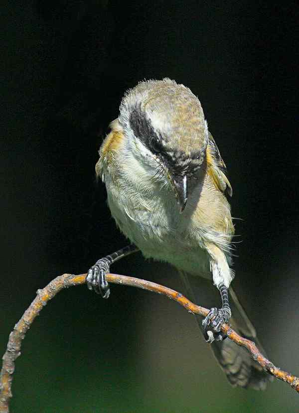 小伯劳长成(4)  独立 特写