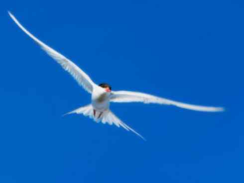 自然奇观：动物大迁徙(燕鸥类)