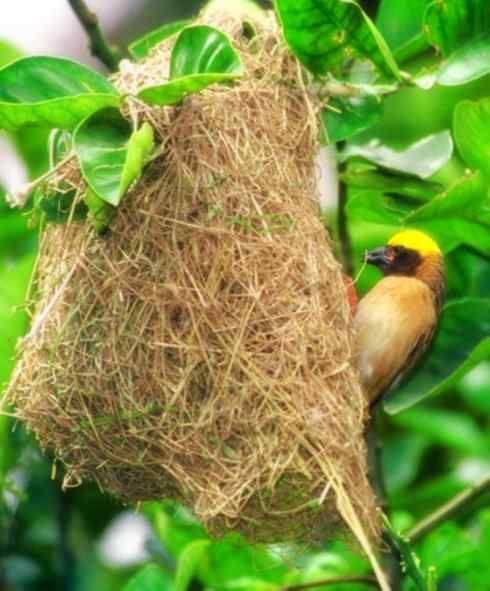 家禽驯化之源之二十四