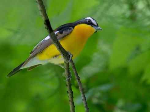 美丽无罪：雀鸟之姬鹟