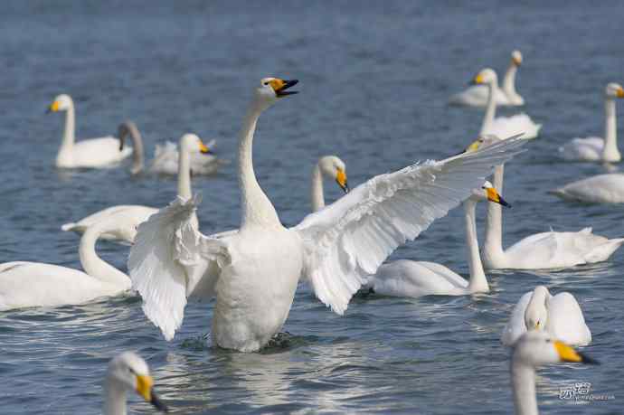 烟墩角&nbsp;wbr路&nbsp;wbr再次与大天鹅亲密相处