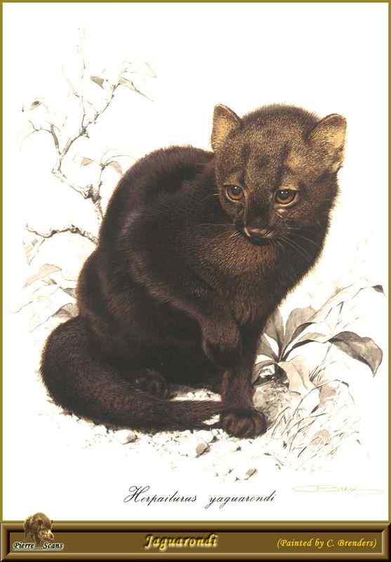 细腰猫 Herpailurus yaguarondi