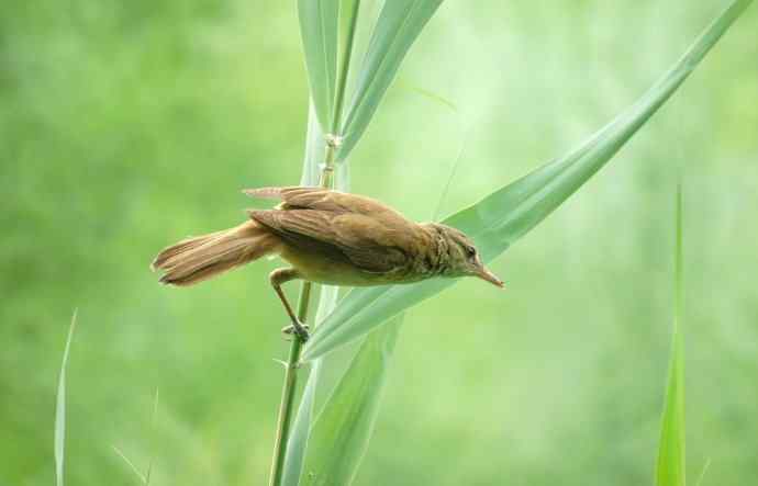 大苇莺整天唱不停