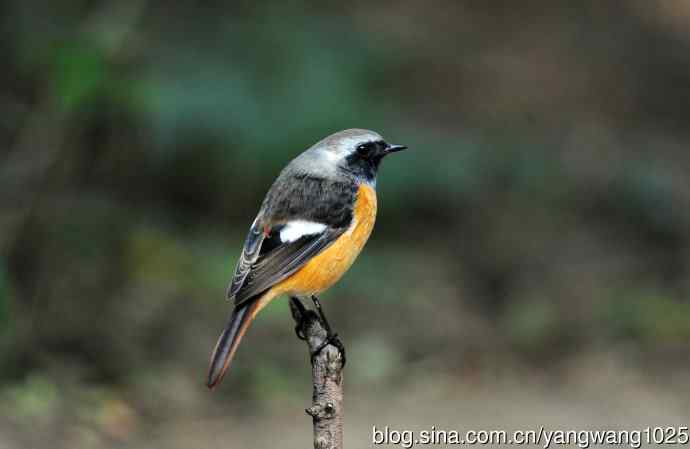 雄性北红尾鸲（24）