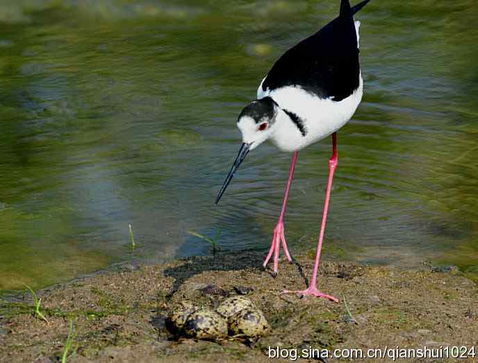 美丽优雅黑翅长脚鹬,就要当爸爸妈妈了