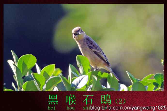 黑喉石鵖鸟（2）