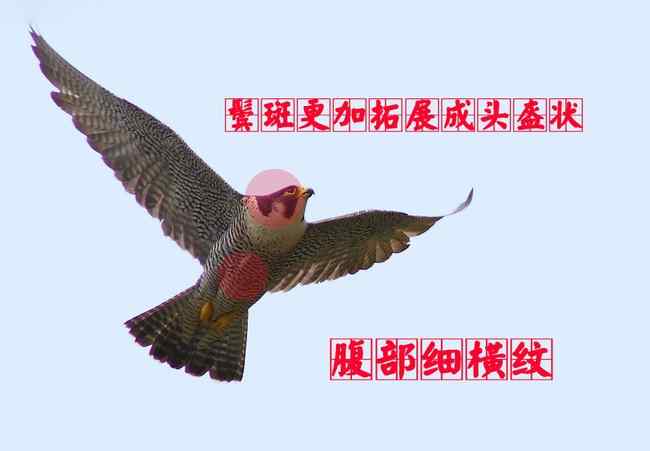 猛禽大全——中国东部地区27种迁徙类猛禽辨识