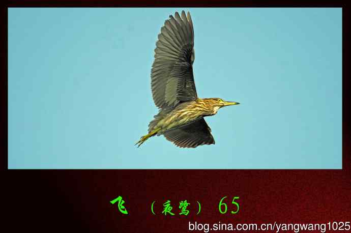 飞（夜鹭）65