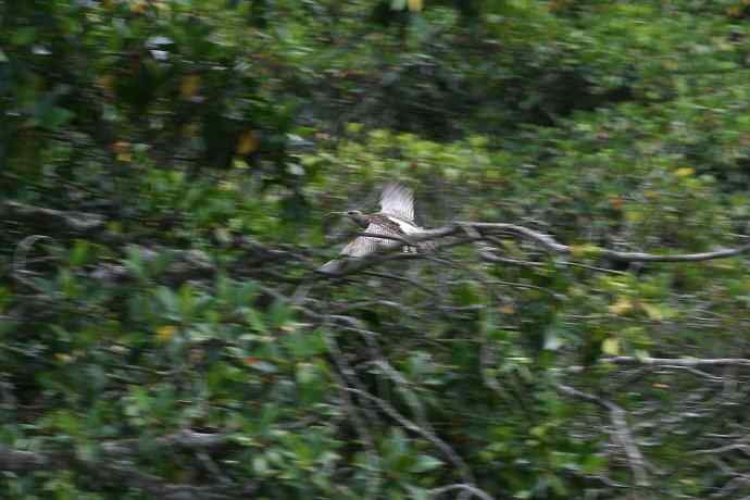 摄鸟拾趣（四） wbr中杓鹬(yu)2008.09