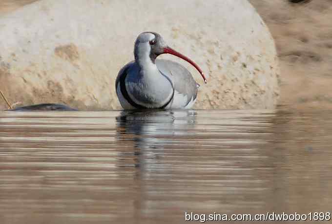 白河峡谷：鹮嘴儿小猫拍不够