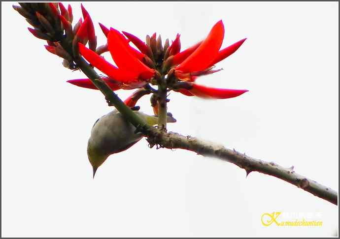 拍到鈥溞逖勰疋潯菊掌