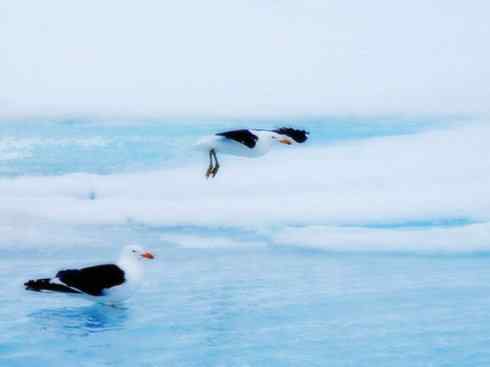 白头鸟系列:另类的美丽(黑背鸥) 白头鸟系列:另类的美丽(黑背鸥)