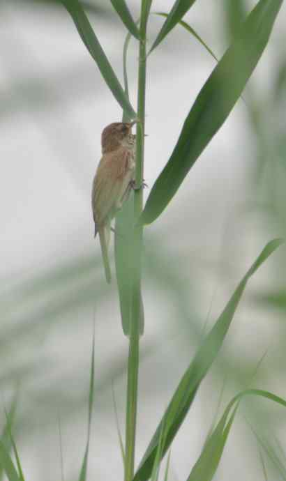 很难捕捉的苇莺 wbr1