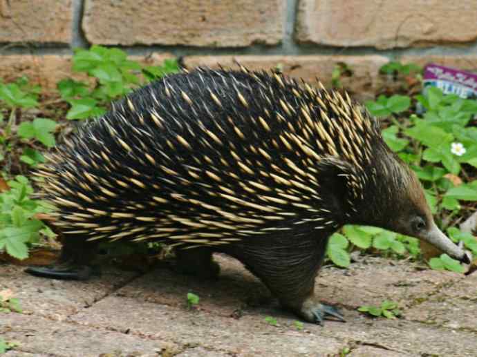 盘点十二大著名食蚁动物：短吻针鼹
