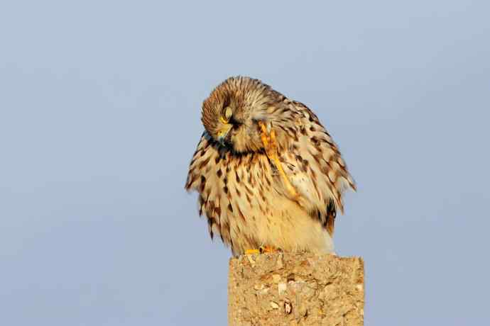 红隼与黑鹳（6P）