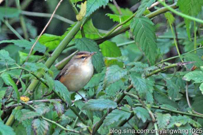 黑眉苇莺 黑眉苇莺