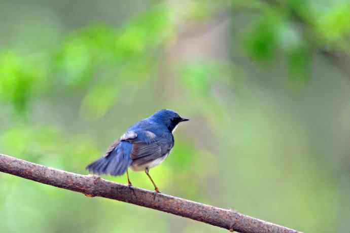 雄性蓝歌鸲（10）
