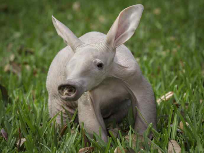 盘点十二大著名食蚁动物：土豚