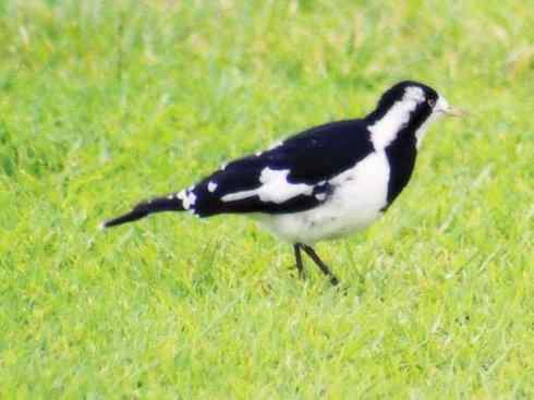 雀鸟也彪悍：角斗士（鹊鹨）