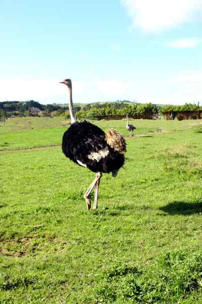 闯入新西兰鸵鸟园