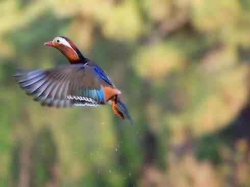 欣赏：美丽的栖鸭2