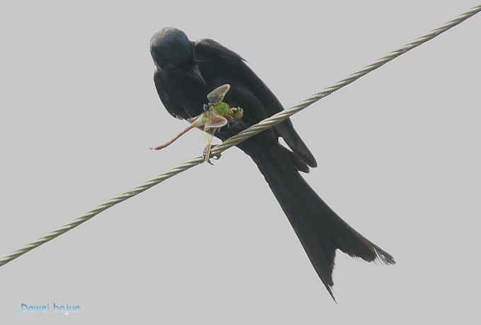 黑卷尾和疑似灰暗鹃鵙(雌) 黑卷尾和疑似灰暗鹃鵙(雌)