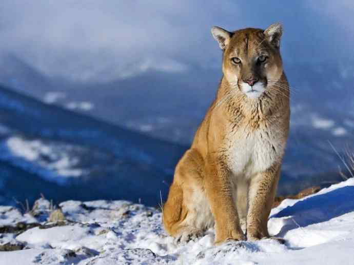 犬科：犬亚科小耳犬属的小耳犬
