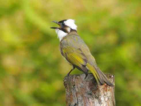 家禽驯化之源之三十（红耳鹎、领雀嘴鹎）