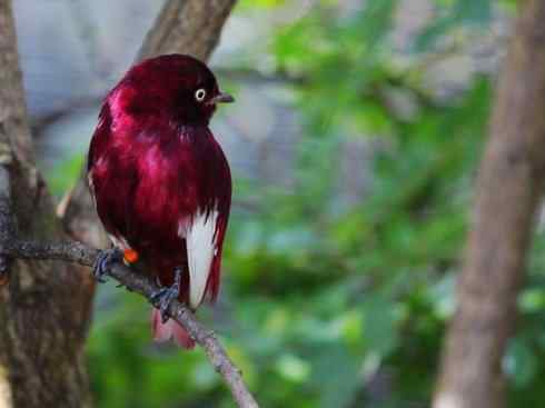 极品红色鸟类：深红紫伞鸟