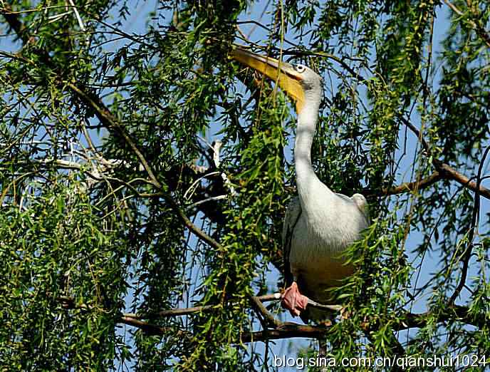 大鹈鹕上树.翠湖湿地 大鹈鹕上树.翠湖湿地