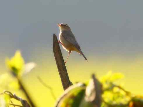 家禽驯化之源之三十一