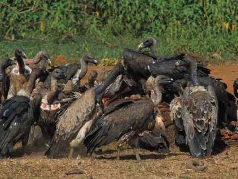 鸟类之最：高山兀鹫