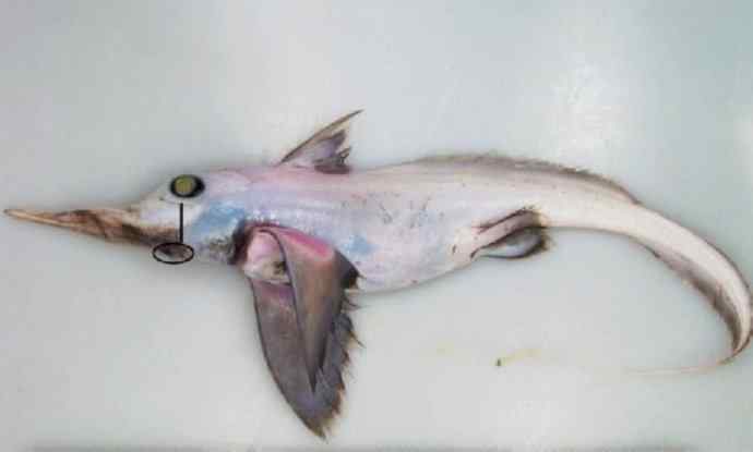 鱼类活化石：长吻银鲛