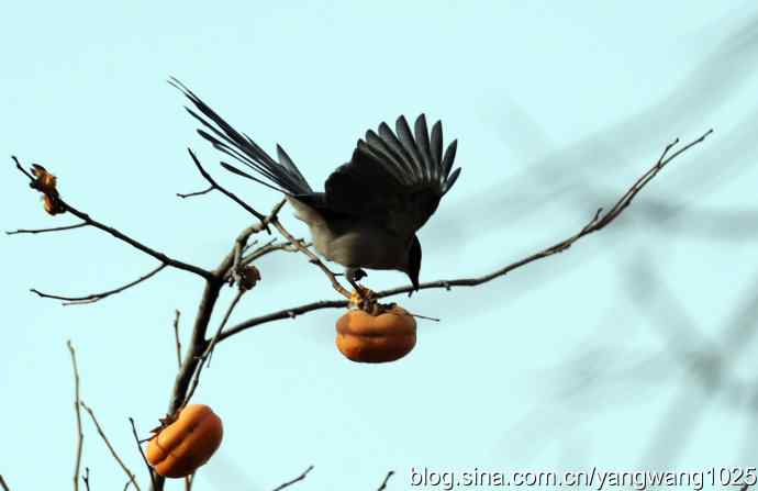 谁爱吃柿子？（喜鹊）