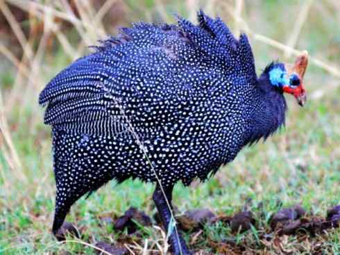 奇特的盔：盔珠鸡