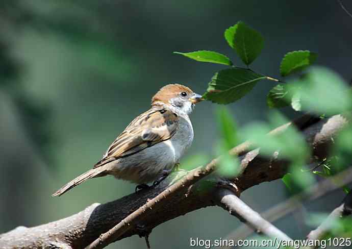 北京天坛公园的鸟类——麻雀