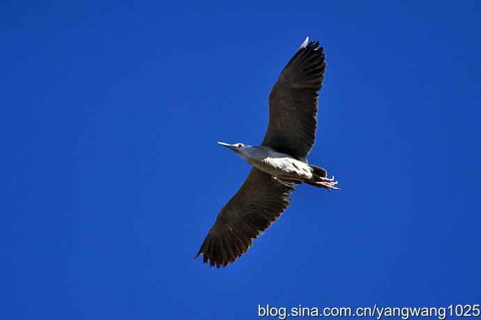 北京动物园的鸟类——飞（夜鹭）2