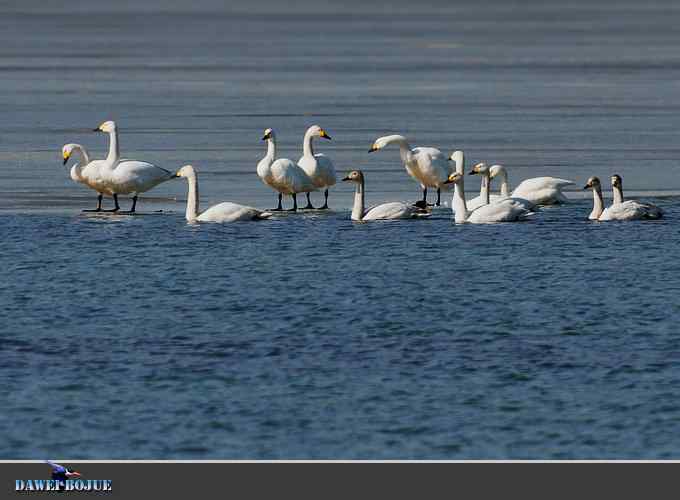 三月到昆明湖看天鹅 三月到昆明湖看天鹅