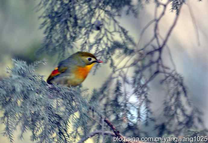 相思鸟 wbr2 相思鸟 wbr2