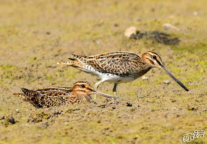 圆明园&nbsp;wbr路&nbsp;wbr扇尾沙锥和针尾沙锥