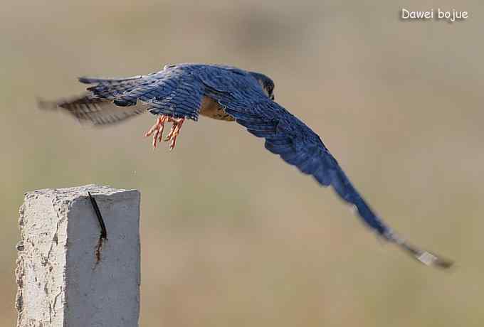 草原的几只猛禽