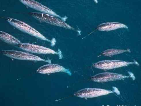 独角兽：传说的兽原型探秘（独角鲸）