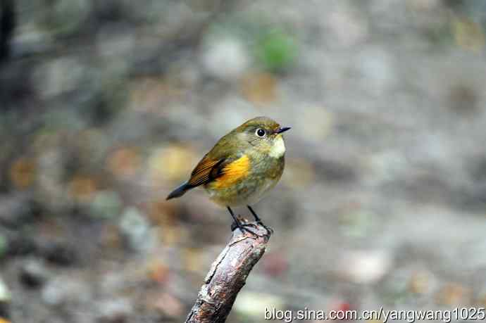 雌性红胁蓝尾鸲（3）