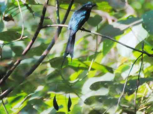 雀鸟也彪悍：黑侠（黑卷尾）