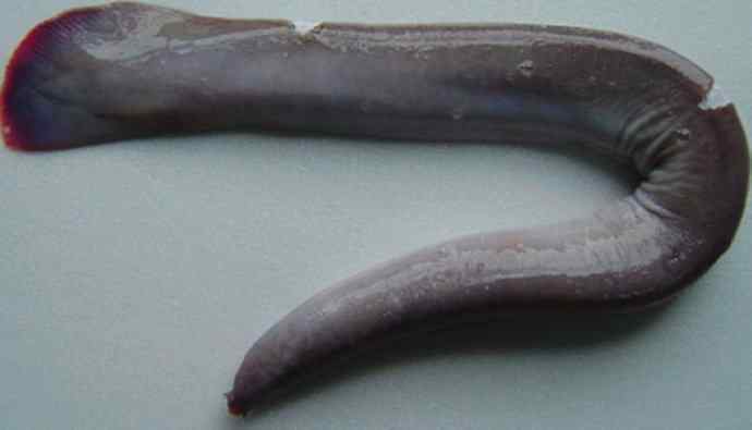 鱼类活化石:盲鳗 鱼类活化石:盲鳗