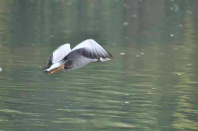 白天鹅、斑头雁